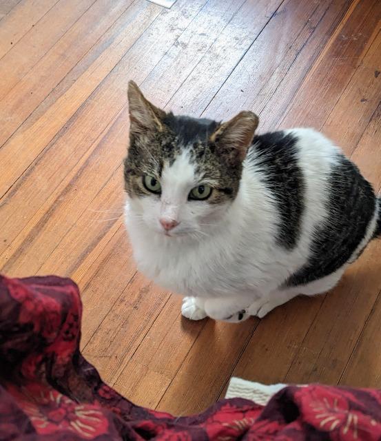 Enlarge Iroh, a Adoptable mixed breed in Pawtucket, RI image 3/4