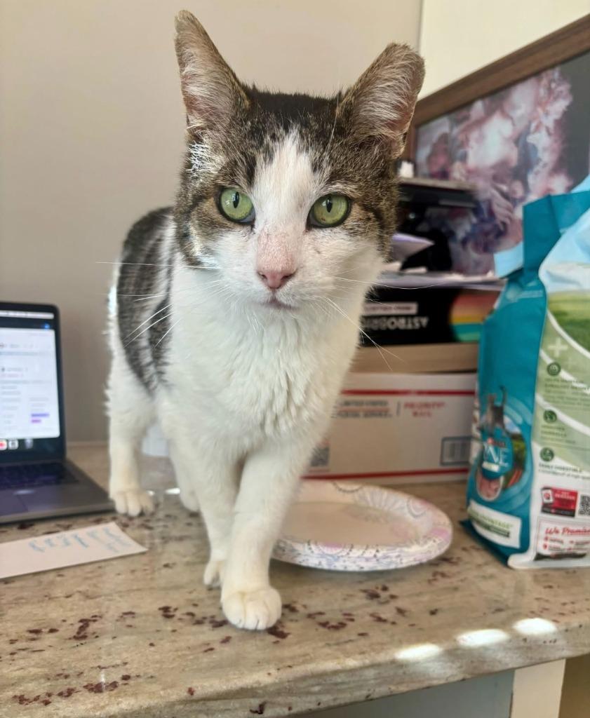 Enlarge Iroh, a Adoptable mixed breed in Pawtucket, RI image 6/6