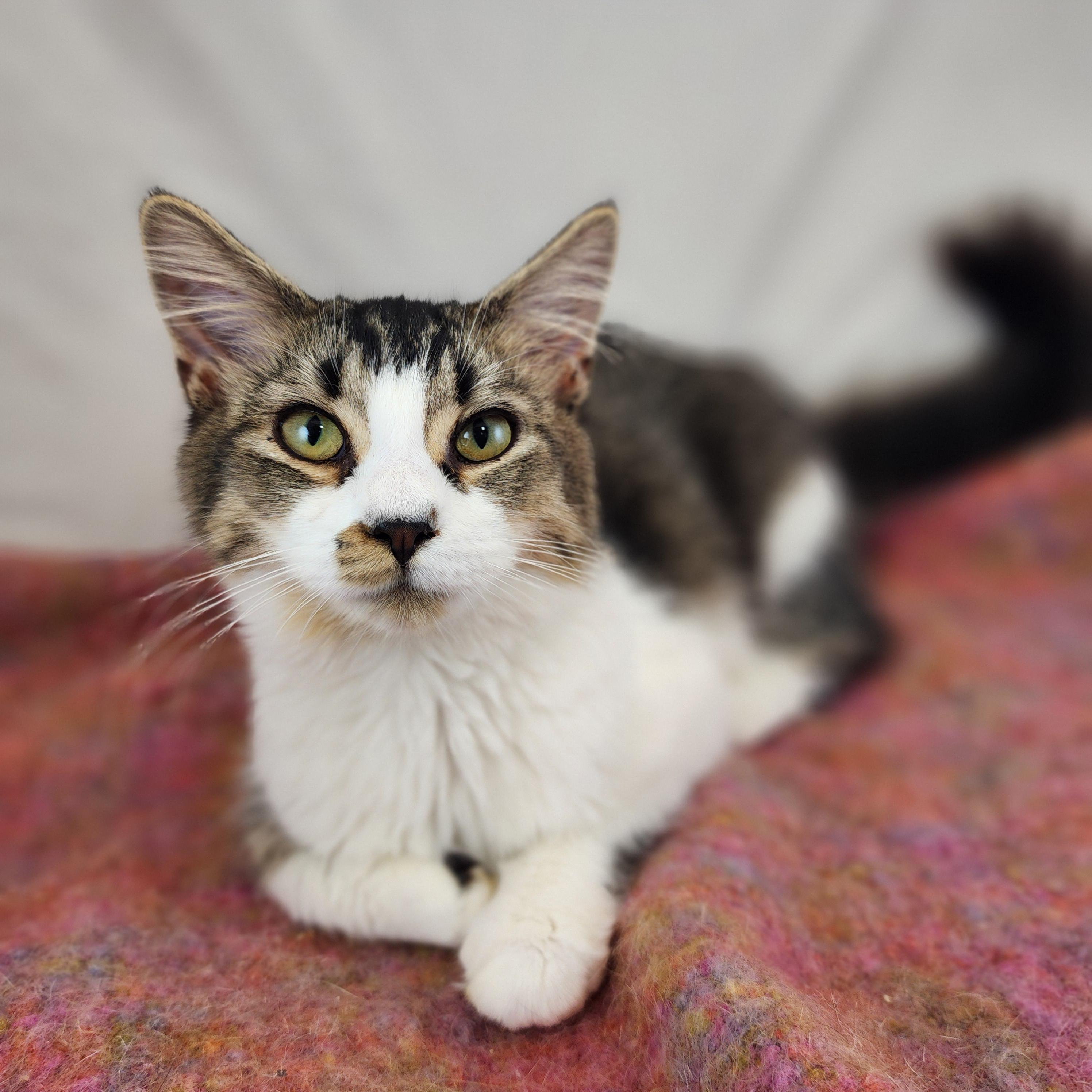 Fannie, Adoptable, Young Female Domestic Medium Hair.