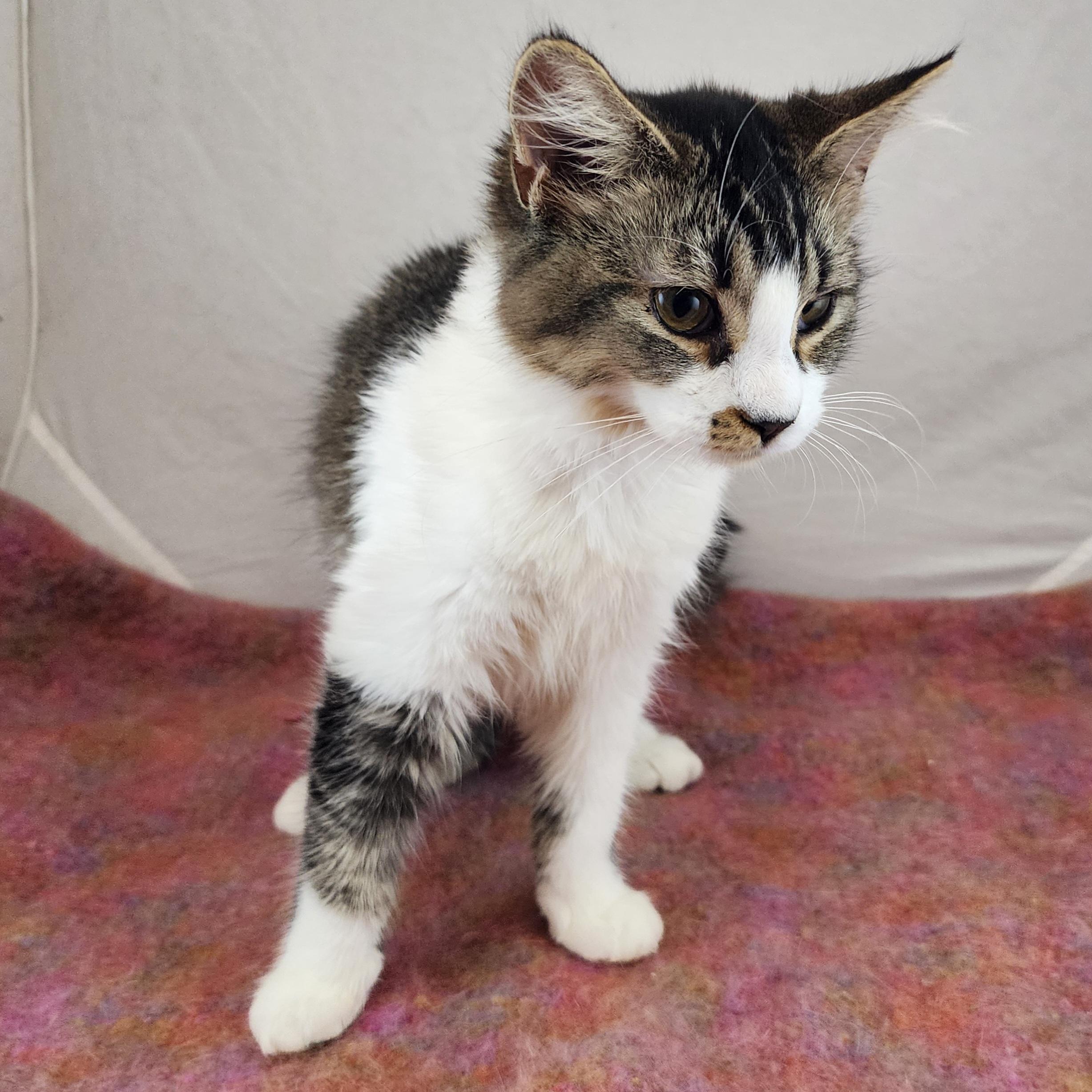 Enlarge Fannie, a Adoptable Domestic Medium Hair in New York, NY image 5/6