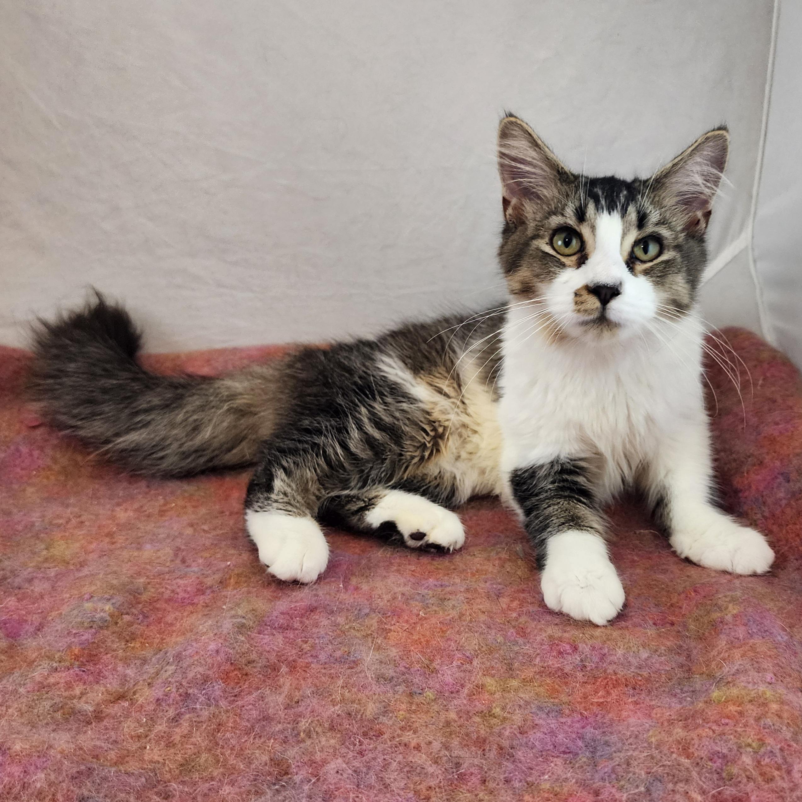 Enlarge Fannie, a Adoptable Domestic Medium Hair in New York, NY image 2/6