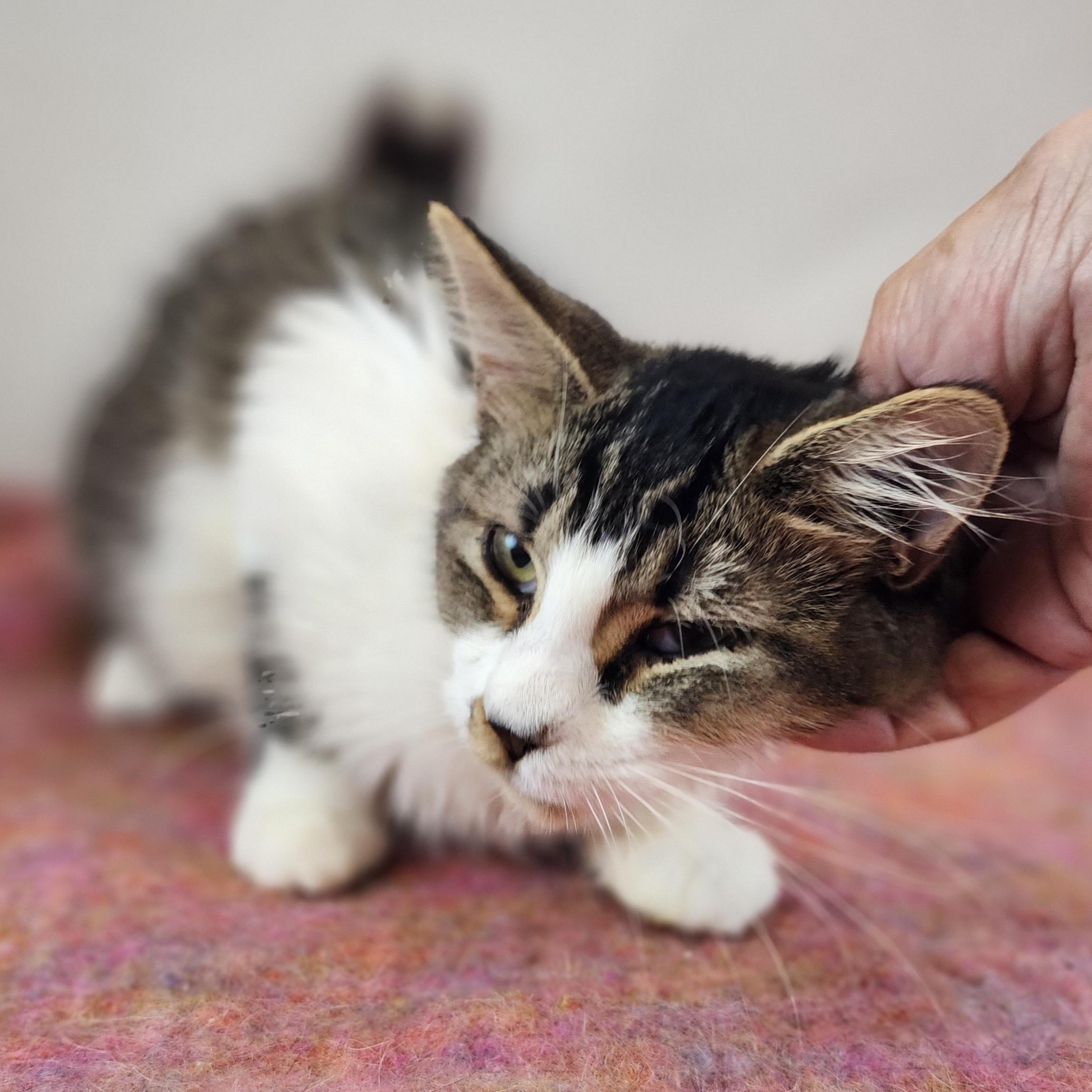 Enlarge Fannie, a Adoptable Domestic Medium Hair in New York, NY image 3/6