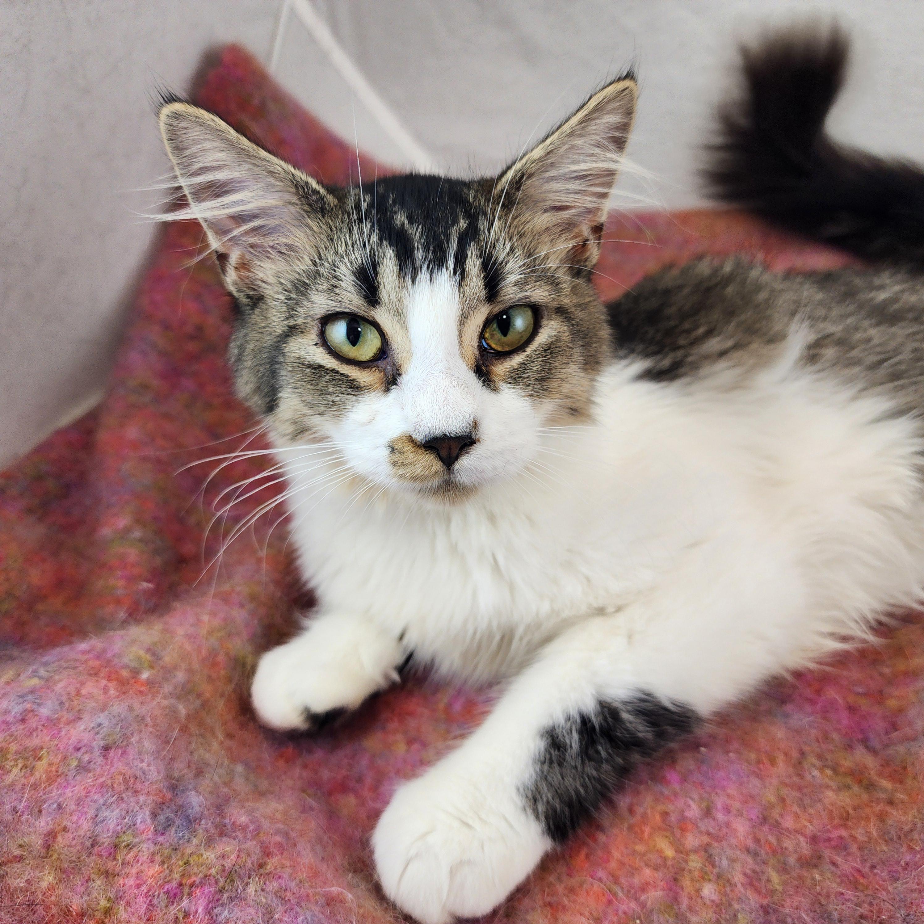 Enlarge Fannie, a Adoptable Domestic Medium Hair in New York, NY image 4/6