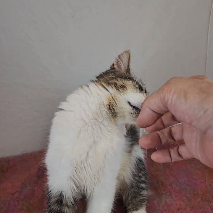 Enlarge Fannie, a Adoptable Domestic Medium Hair in New York, NY video 6/6