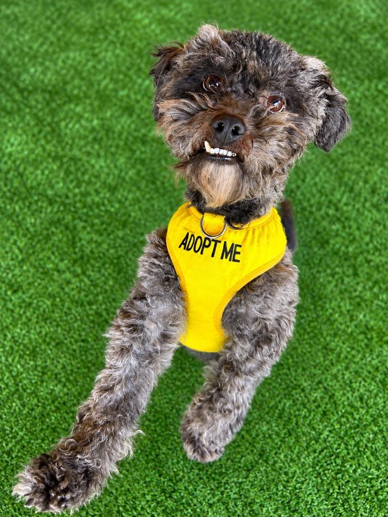 Rattler, Adoptable, Adult Male Mixed Breed.