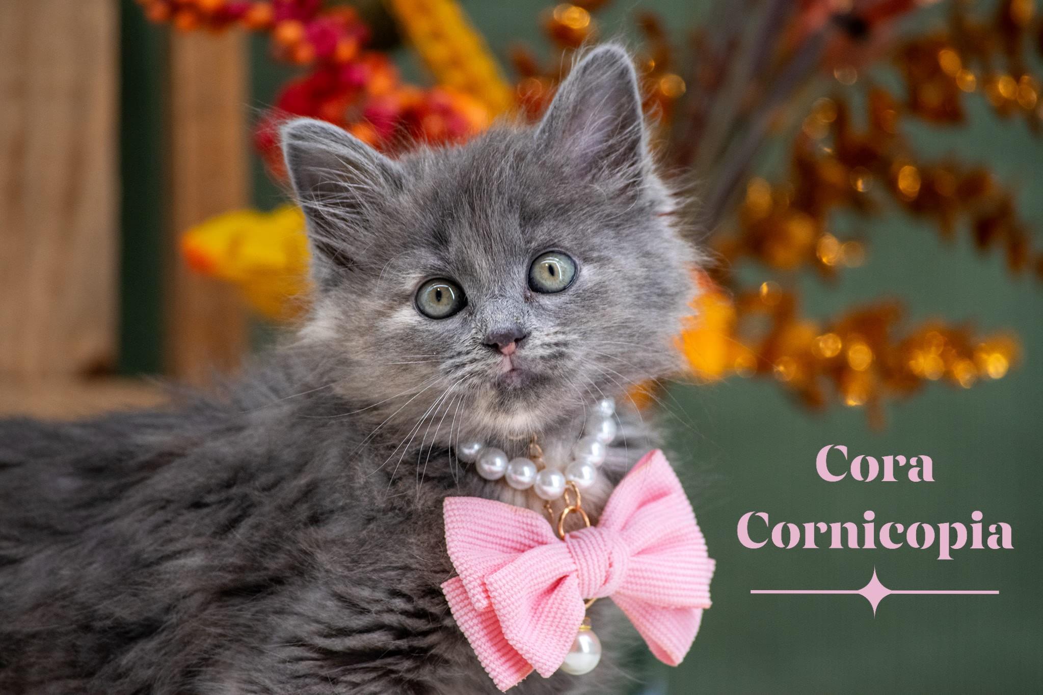 Cora Cornucopia