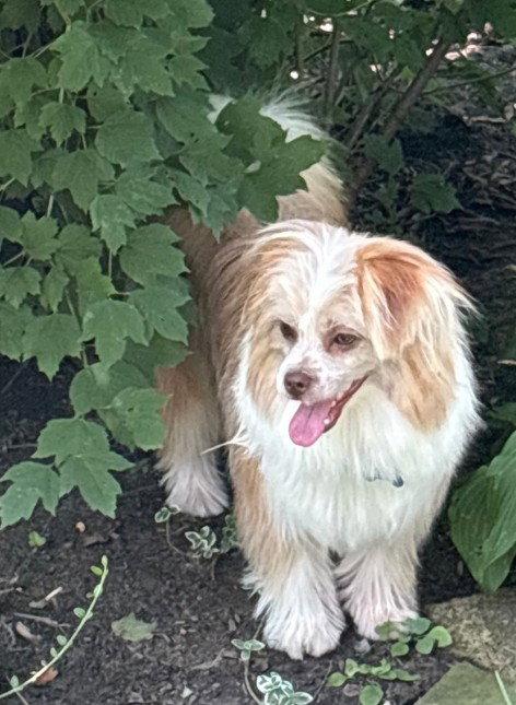 Enlarge Penelope - Fairfield, a Adoptable Shih Tzu in Pataskala, OH image 1/3