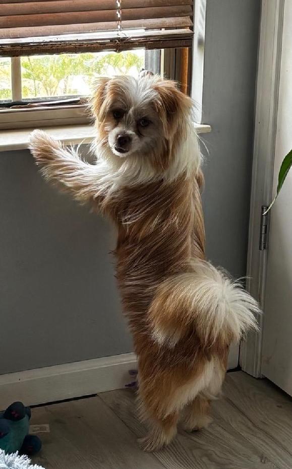 Enlarge Penelope - Fairfield, a Adoptable Shih Tzu in Pataskala, OH image 3/3