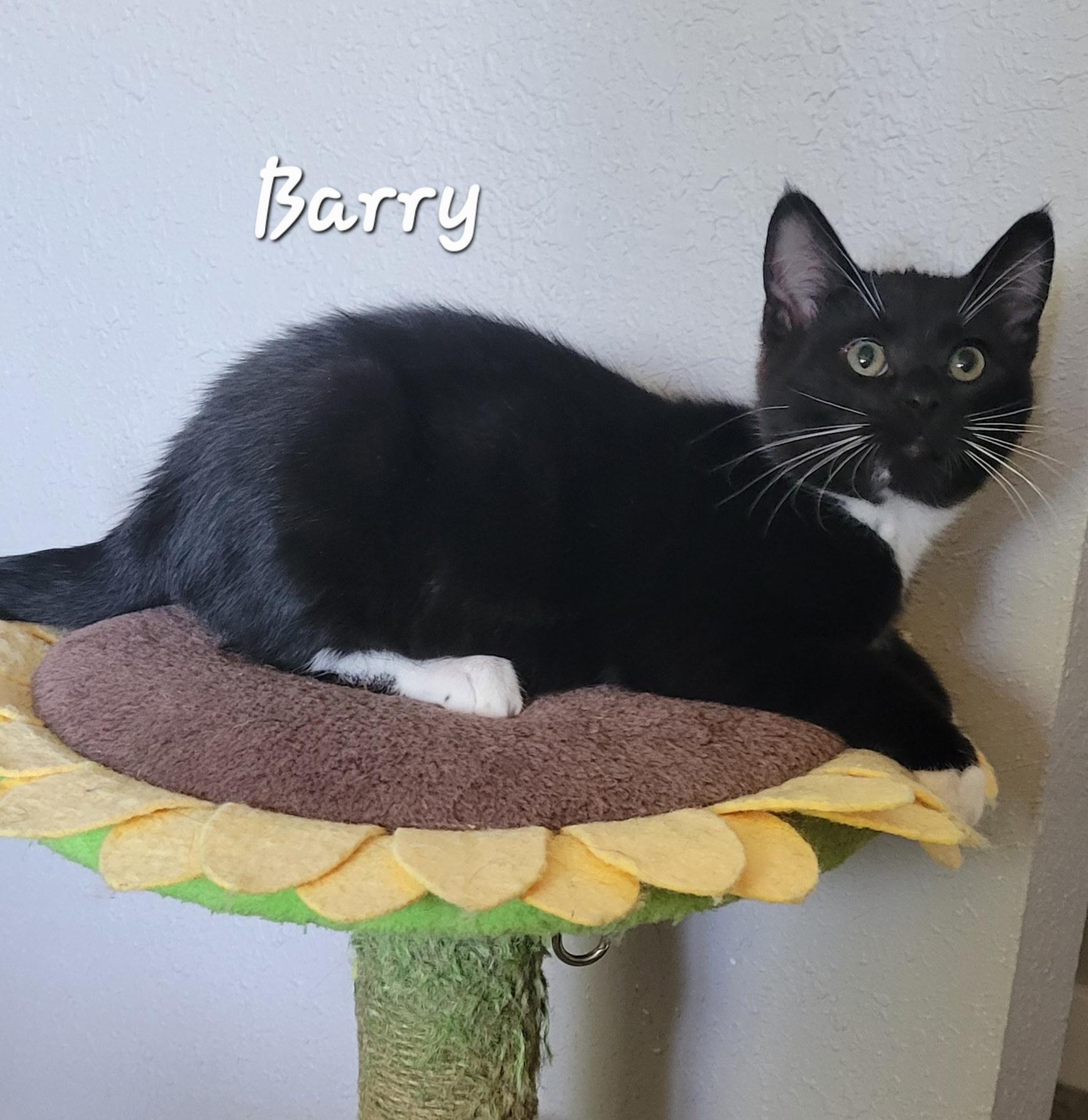 Barry, a ADOPTABLE Domestic Short Hair in Bonney Lake, WA image 1/2