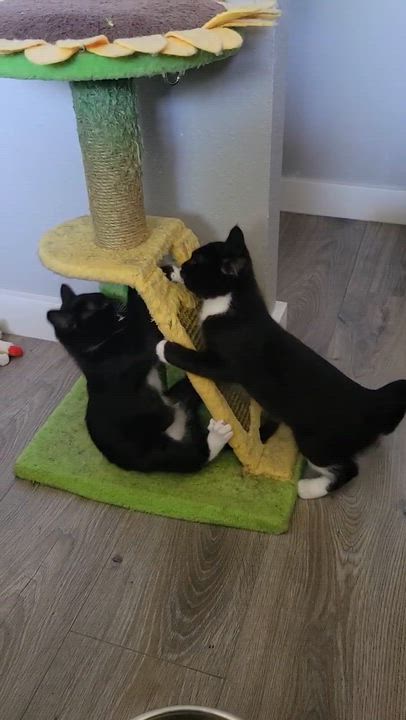 Enlarge Barry, a ADOPTABLE Domestic Short Hair in Bonney Lake, WA video 2/2