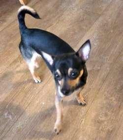 Rocky, ADOPTABLE, Young Male Miniature Pinscher & Chihuahua.