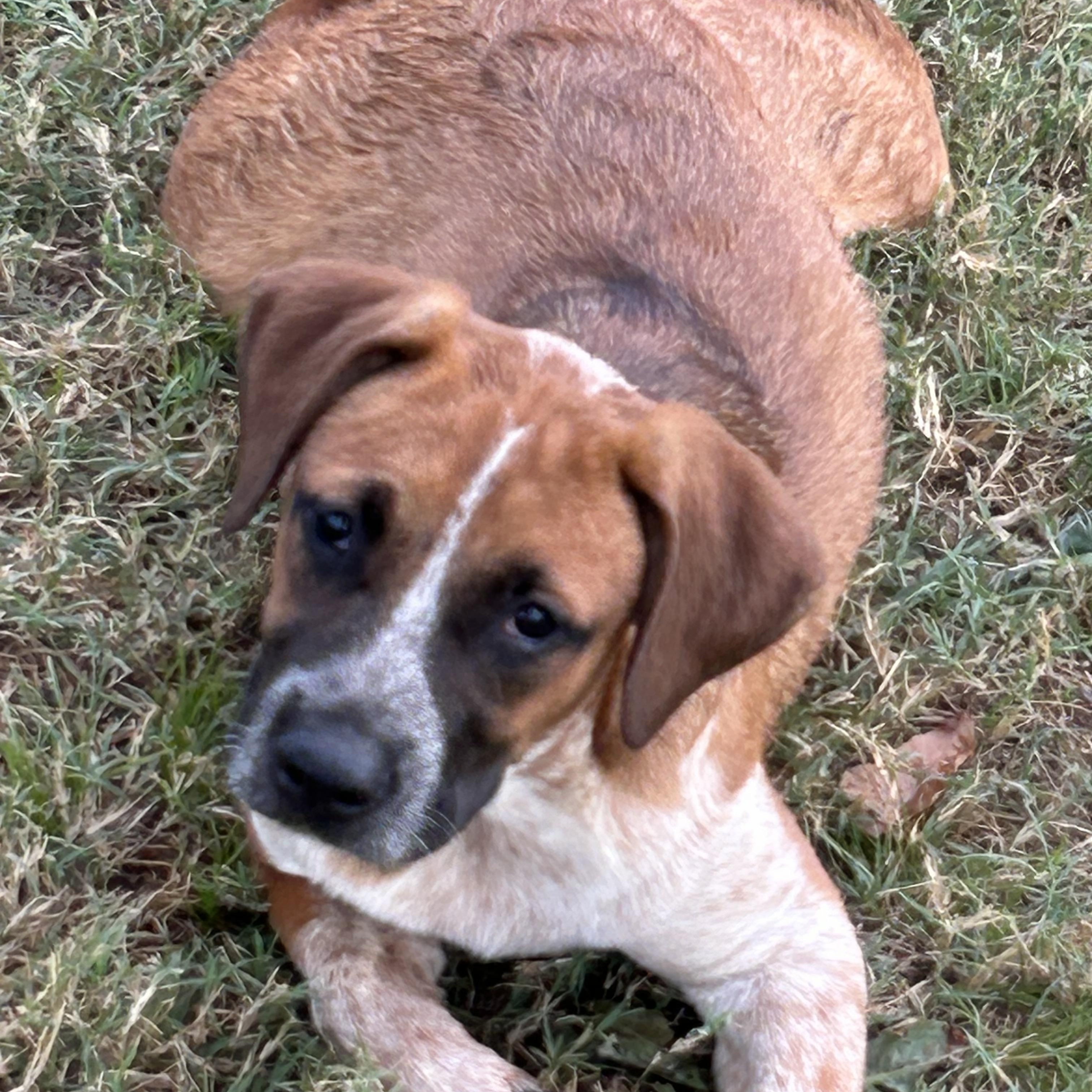 Enlarge Patton, a Adoptable mixed breed in Bedminster, NJ image 1/6