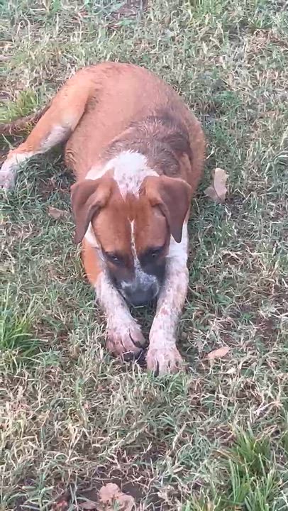 Enlarge Patton, a Adoptable mixed breed in Bedminster, NJ video 6/6