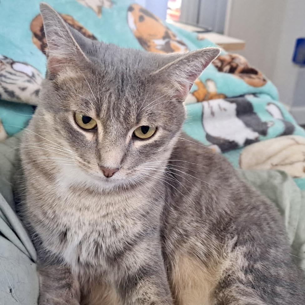 Elsbeth, Adoptable, Adult Female Domestic Short Hair.