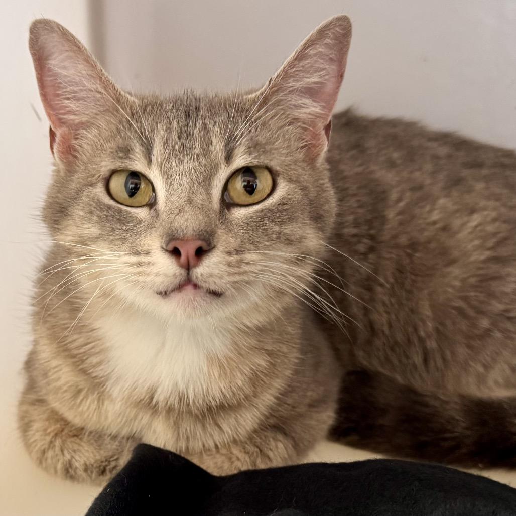 Elsbeth, Adoptable, Young Female Domestic Short Hair.