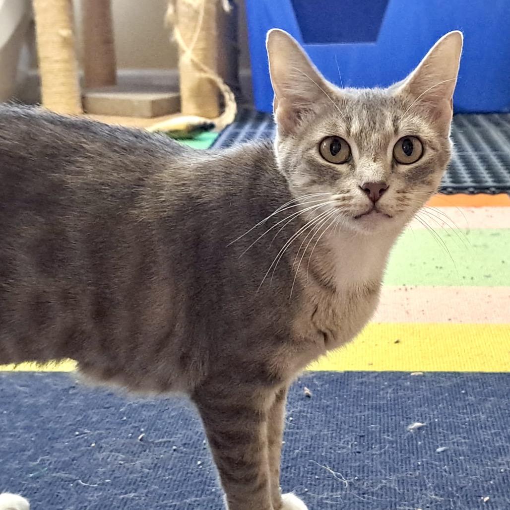 Enlarge Elsbeth, a Adoptable Domestic Short Hair in Denison, TX image 2/2