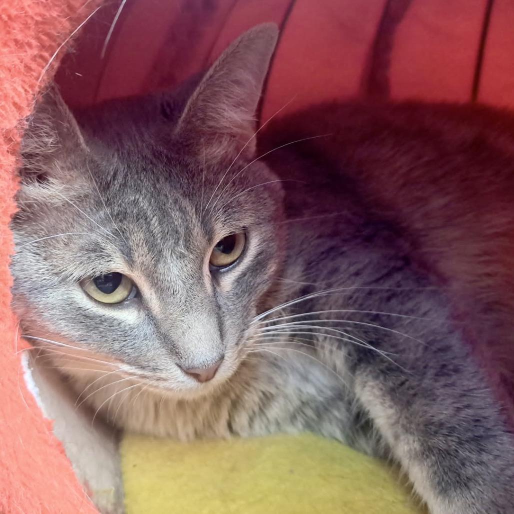 Enlarge Elsbeth, a Adoptable Domestic Short Hair in Denison, TX image 5/5