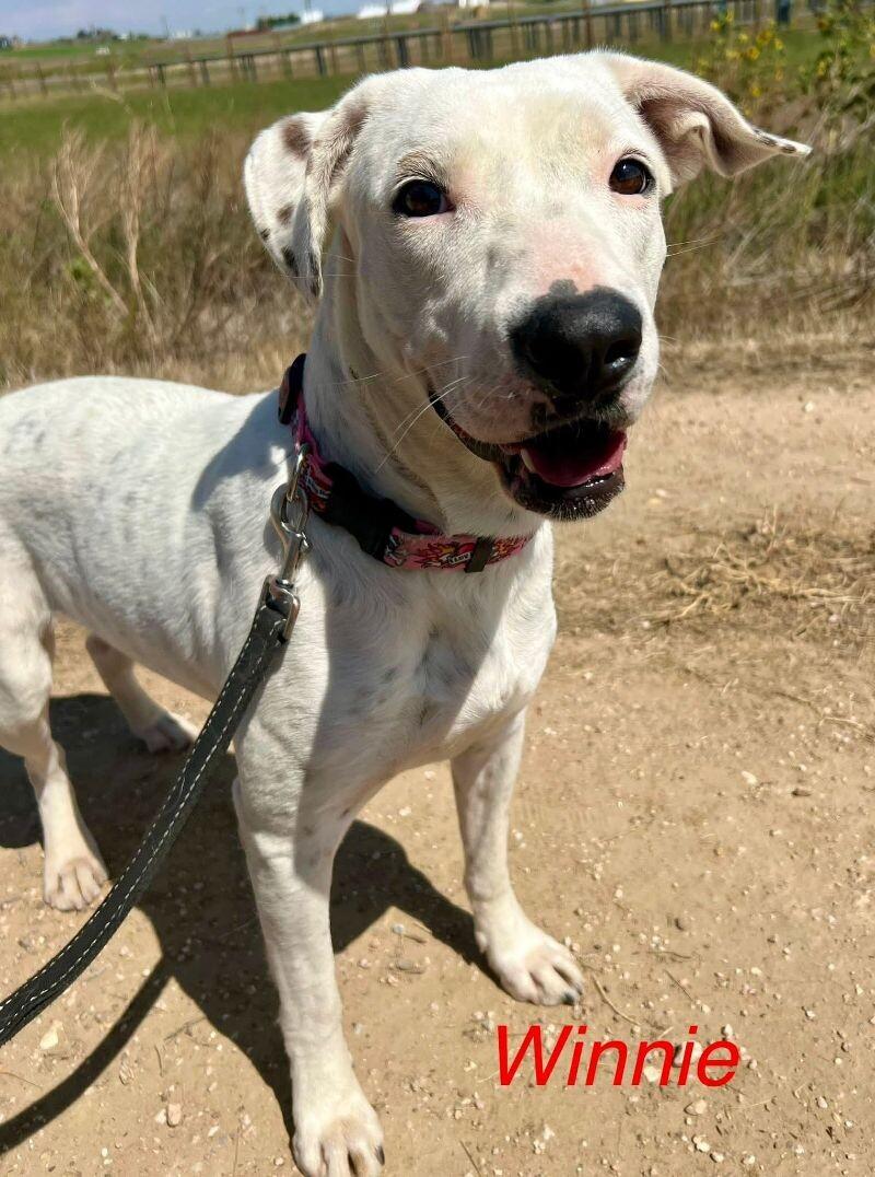 Winnie, a Adoptable mixed breed in Windsor, CO image 1/5