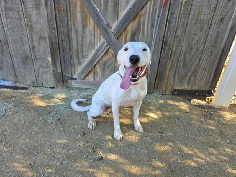 Winnie, a Adoptable mixed breed in Windsor, CO image 2/5