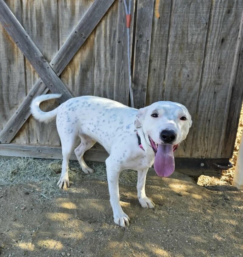 Winnie, a Adoptable mixed breed in Windsor, CO image 3/5