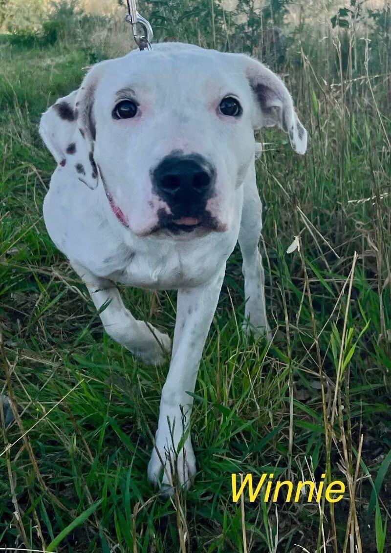 Winnie, a Adoptable mixed breed in Windsor, CO image 4/5