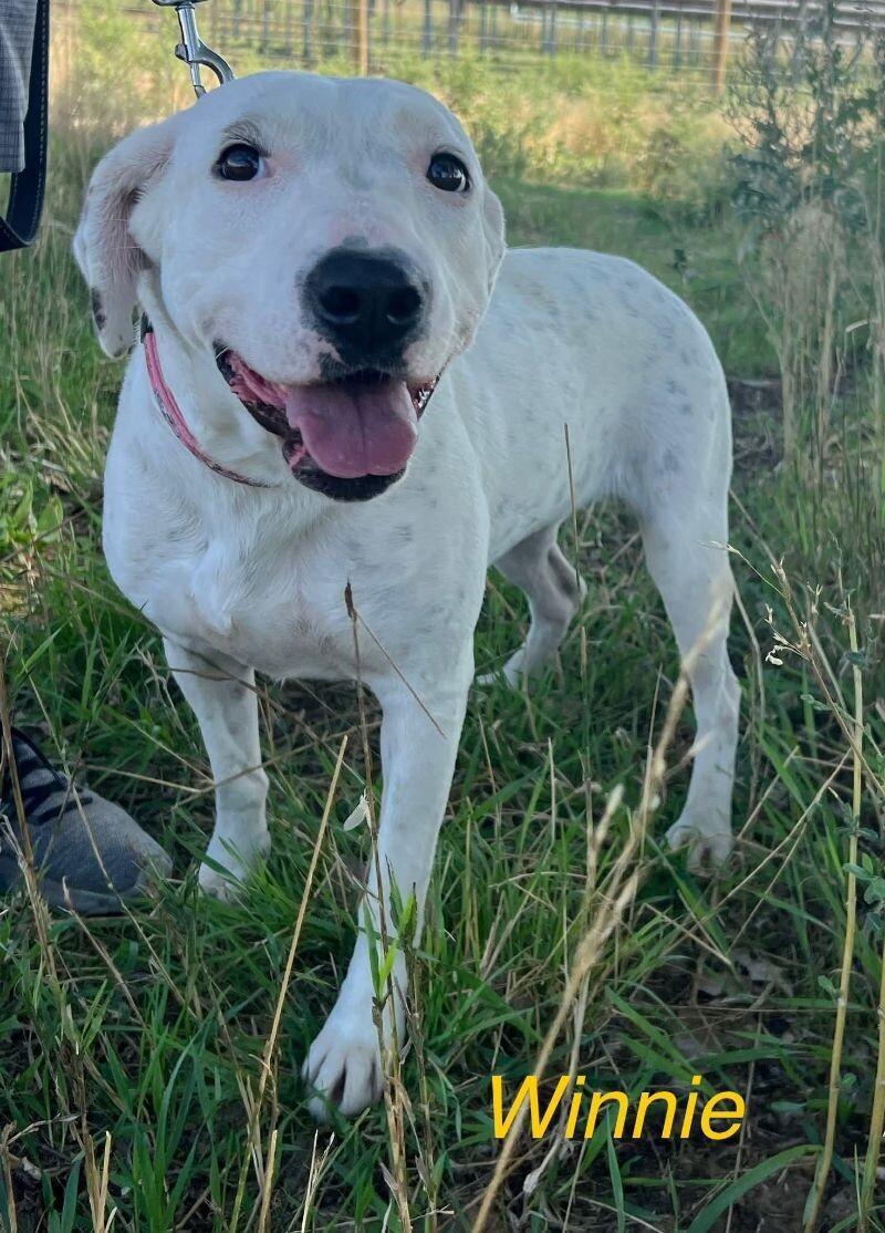 Winnie, a Adoptable mixed breed in Windsor, CO image 5/5