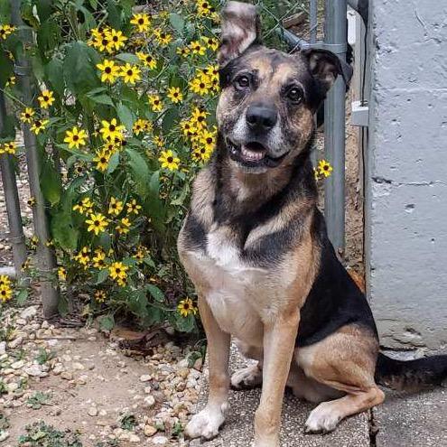 Ranger, Adoptable, Senior Male German Shepherd Dog.