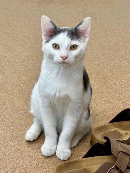 Enlarge Onion, a Adoptable mixed breed in Cumming, GA image 1/1