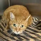 Princess, adopted, Adult Female Domestic Short Hair.