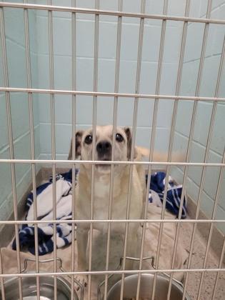 Coffee, Adoptable, Adult Female Parson Russell Terrier & Mixed Breed.