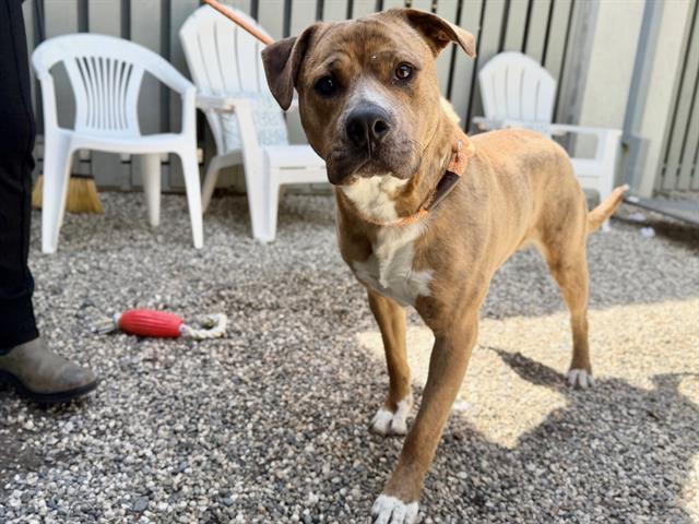 OSO, Adoptable, Young Male Pit Bull Terrier & Mixed Breed.