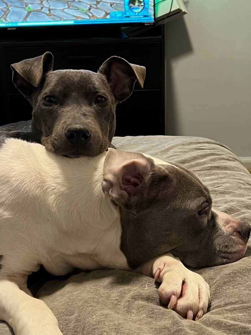 Rattle, a Adopted mixed breed in Pleasant Ridge, MI image 1/12