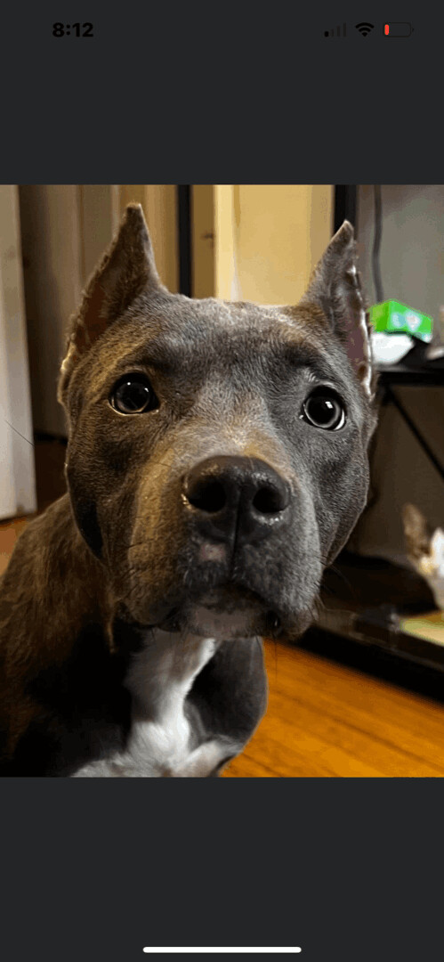 Rattle, a Adopted mixed breed in Pleasant Ridge, MI image 2/12