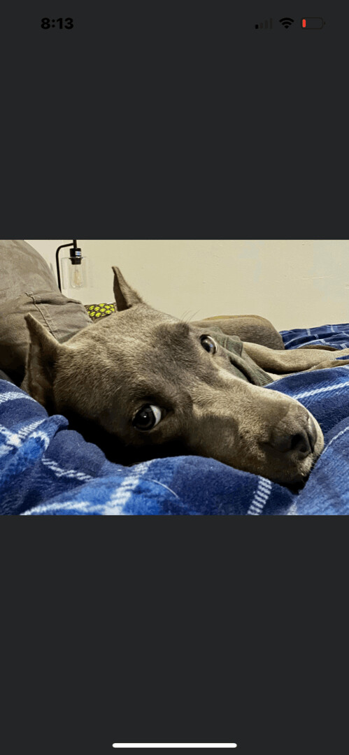 Rattle, a Adopted mixed breed in Pleasant Ridge, MI image 3/12