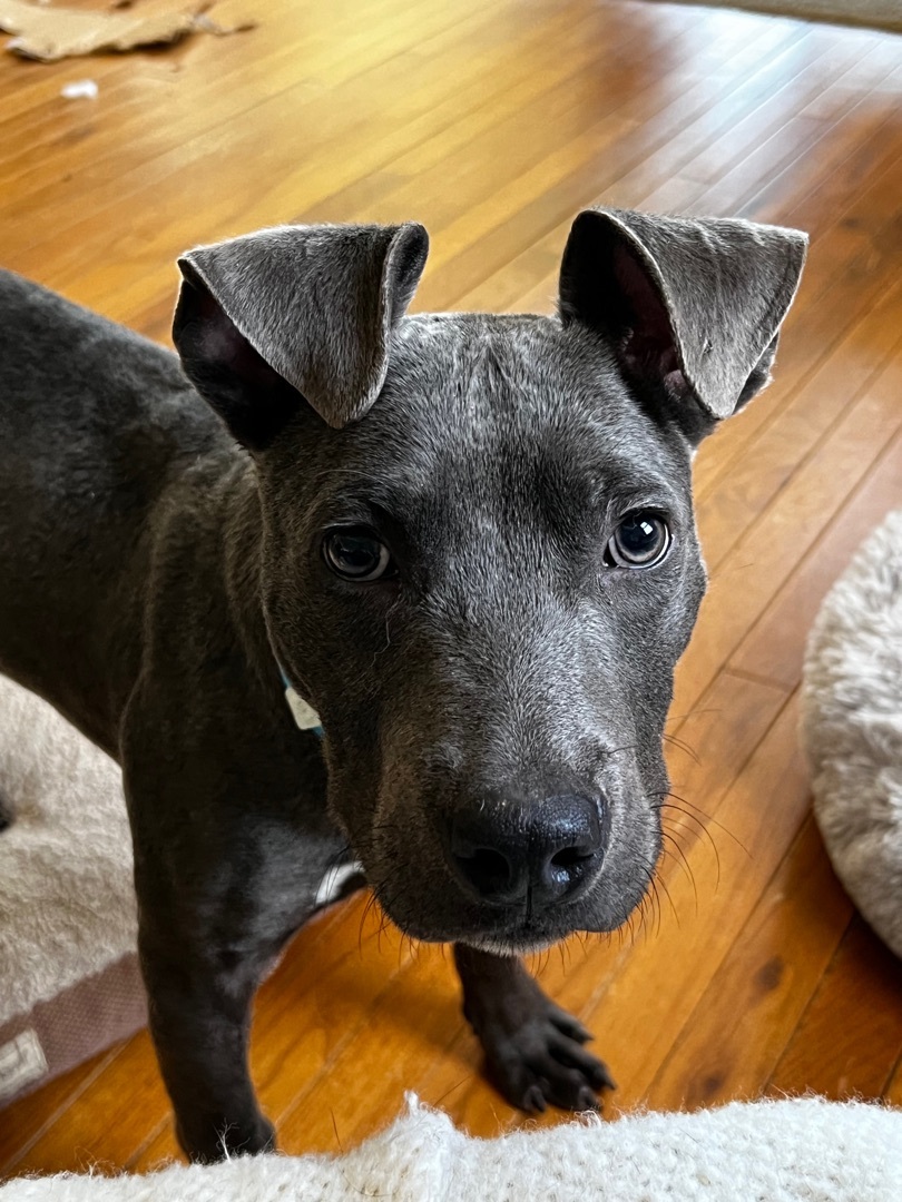 Rattle, a Adopted mixed breed in Pleasant Ridge, MI image 4/12