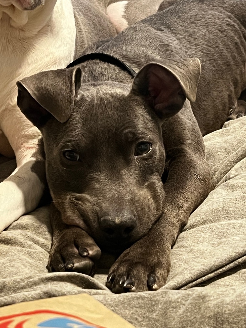 Rattle, a Adopted mixed breed in Pleasant Ridge, MI image 5/12