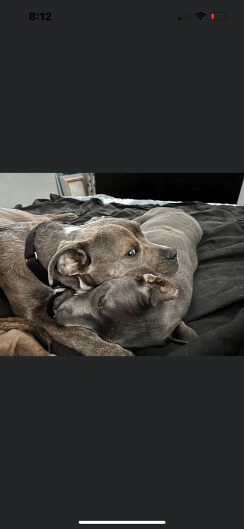 Rattle, a Adopted mixed breed in Pleasant Ridge, MI image 6/12