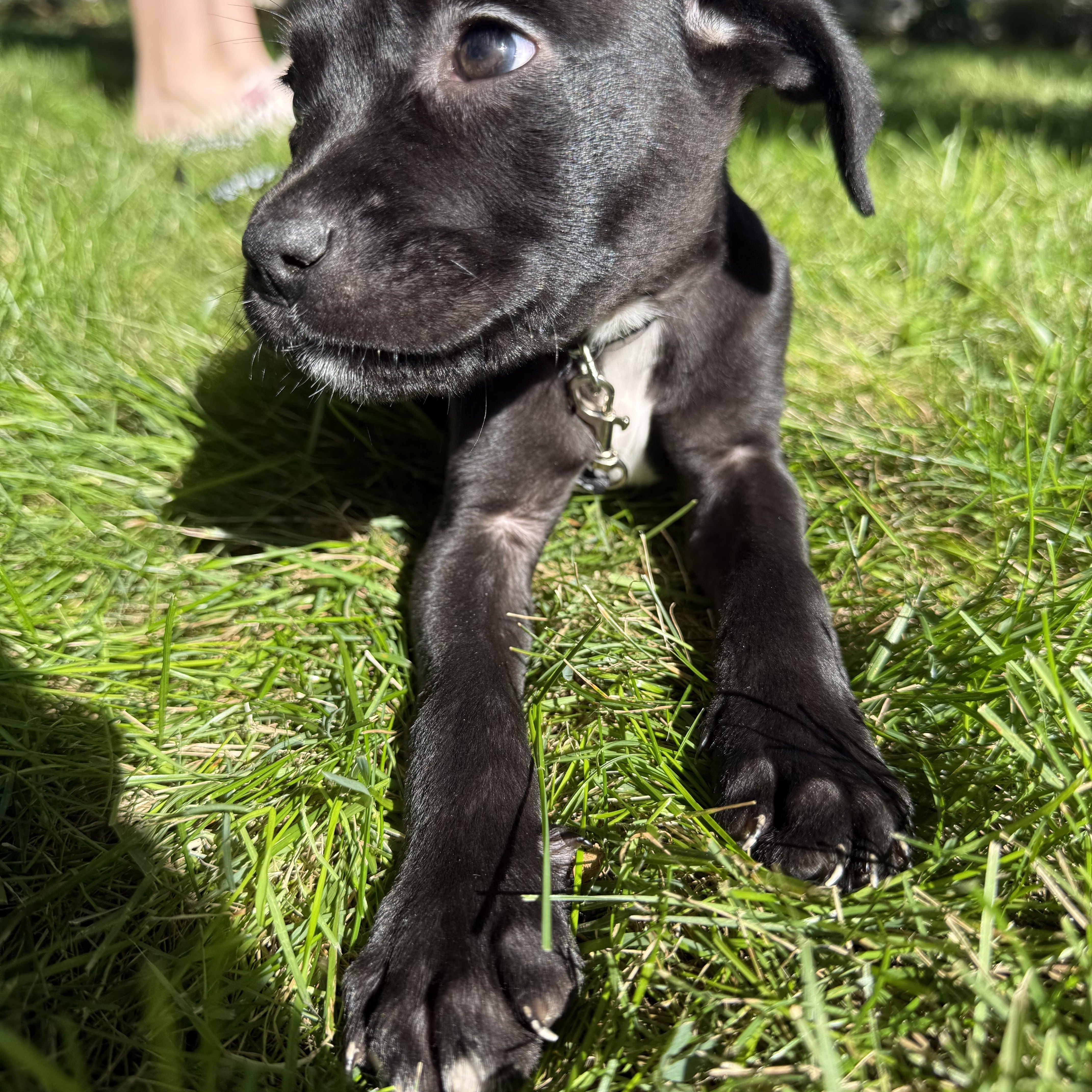 Ozzy, Adoptable, Puppy Male Mixed Breed.