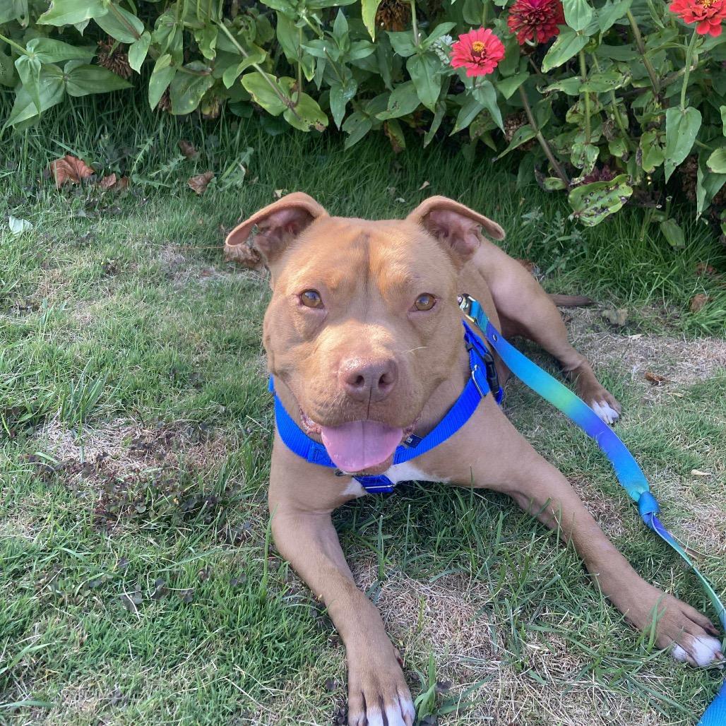 Wyatt, Adoptable, Adult Male Pit Bull Terrier & American Bulldog.