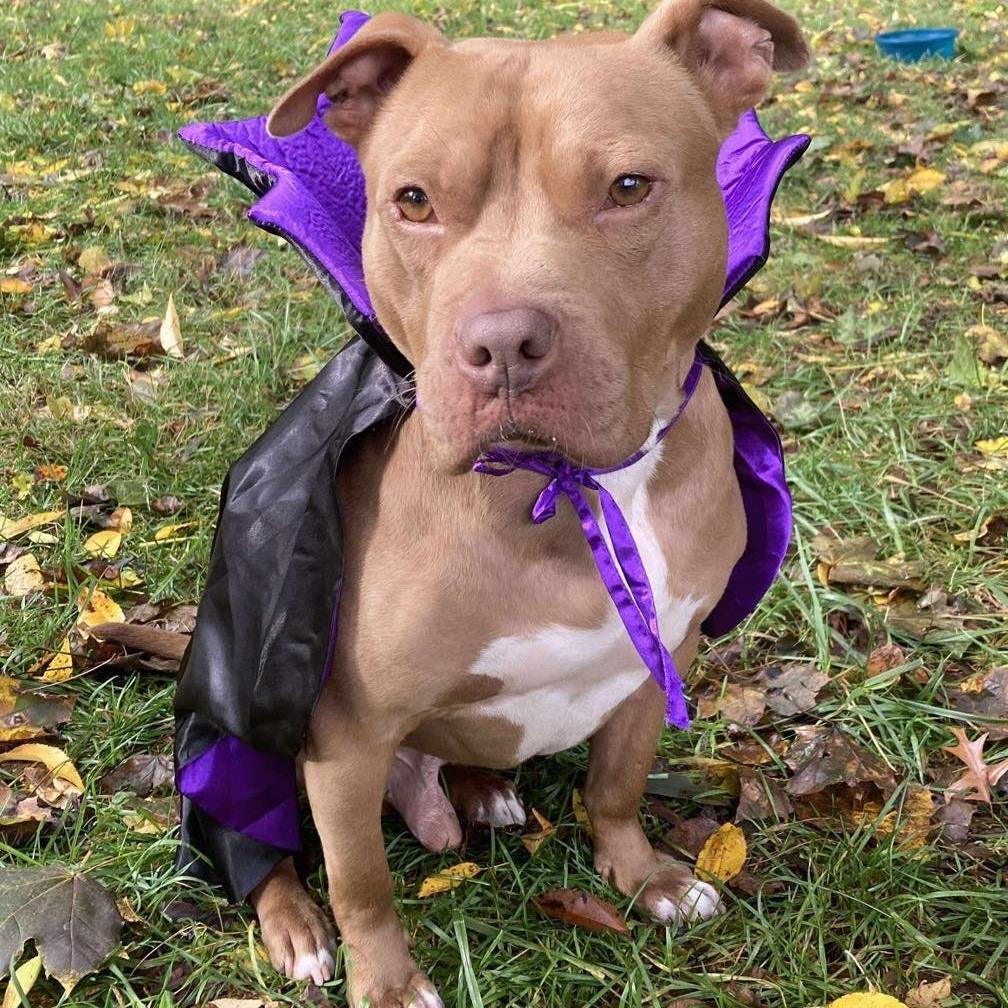 Wyatt, Adoptable, Adult Male Pit Bull Terrier & American Bulldog.