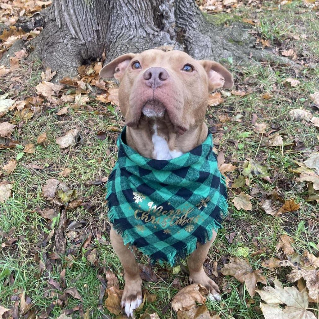 Enlarge Wyatt, a Adoptable mixed breed in Northville, MI image 2/4