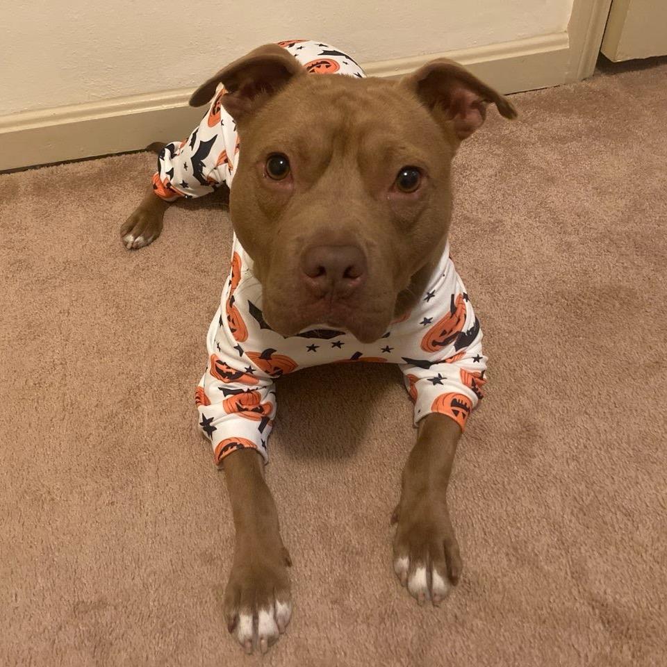 Enlarge Wyatt, a Adoptable mixed breed in Northville, MI image 3/4