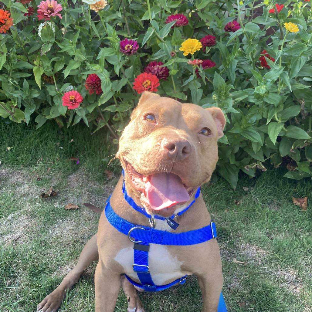 Wyatt, Adoptable, Adult Male Pit Bull Terrier.