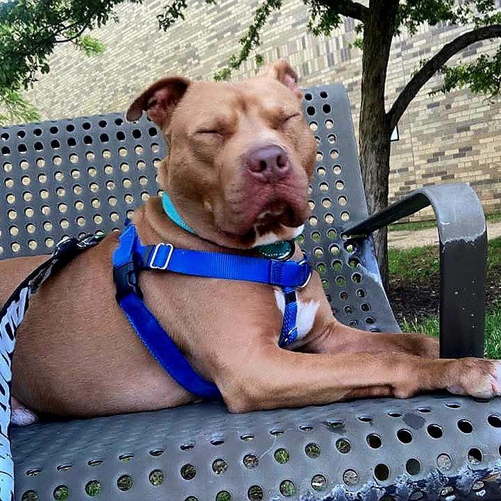 Wyatt, a Adoptable mixed breed in Northville, MI image 4/6