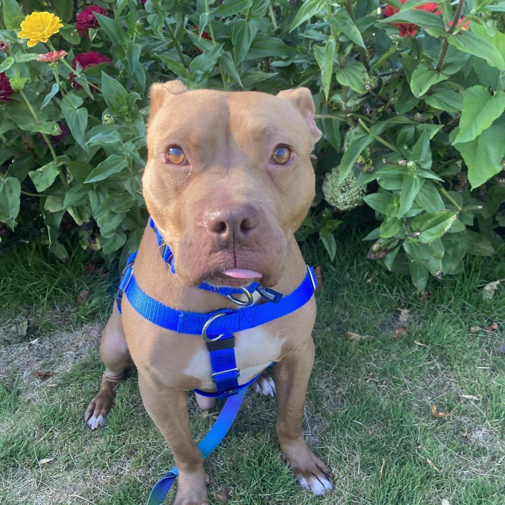 Wyatt, a Adoptable Pit Bull Terrier in Northville, MI image 3/4