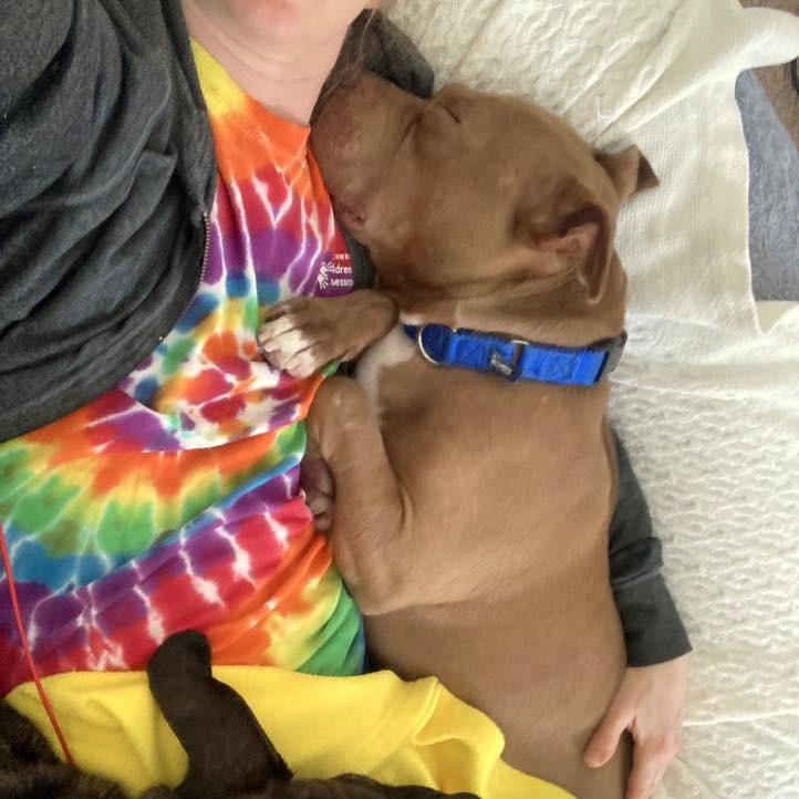 Enlarge Wyatt, a Adoptable mixed breed in Northville, MI image 5/6