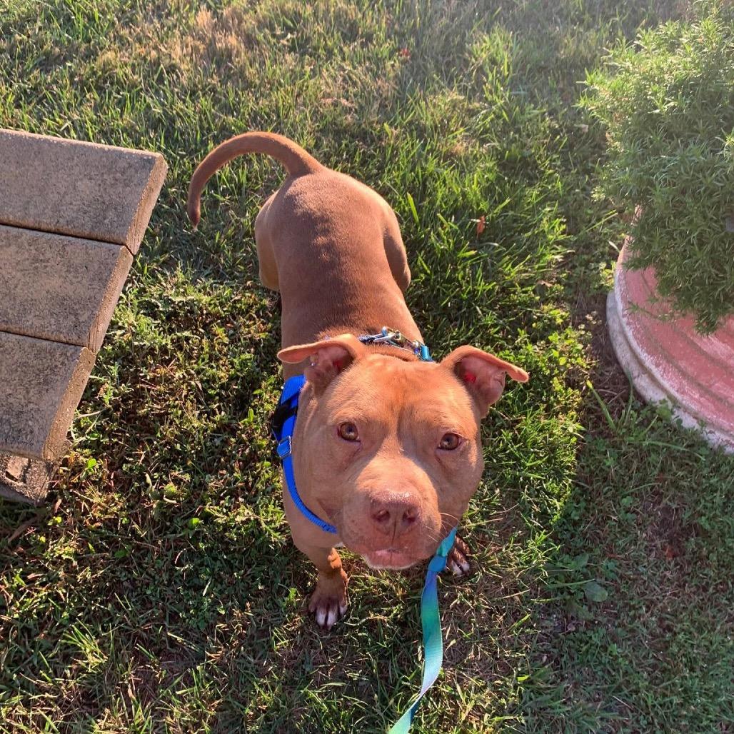 Wyatt, a Adoptable Pit Bull Terrier in Northville, MI image 4/4