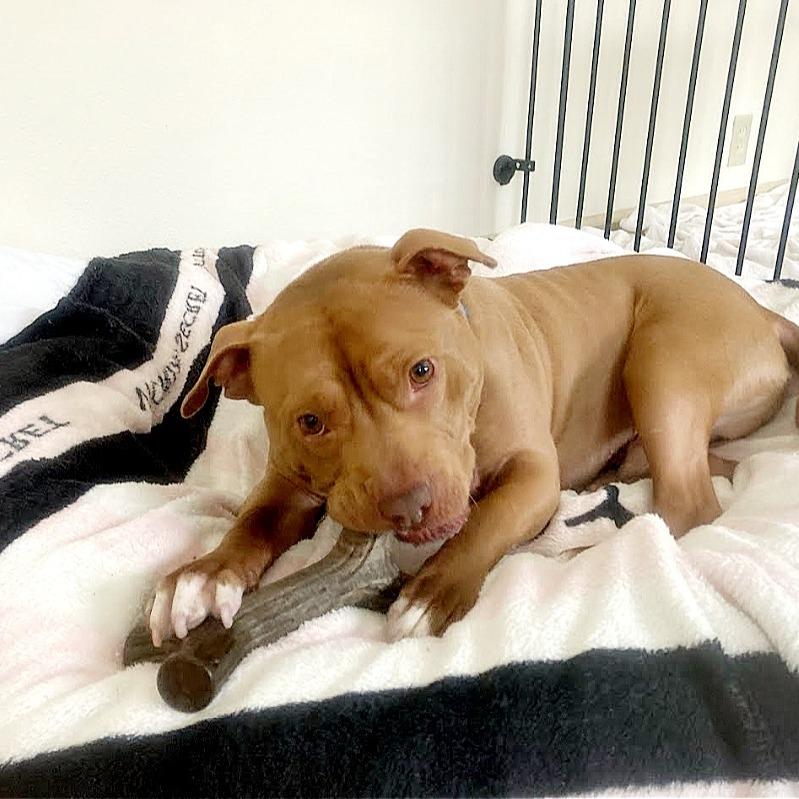 Enlarge Wyatt, a Adoptable mixed breed in Northville, MI image 6/6