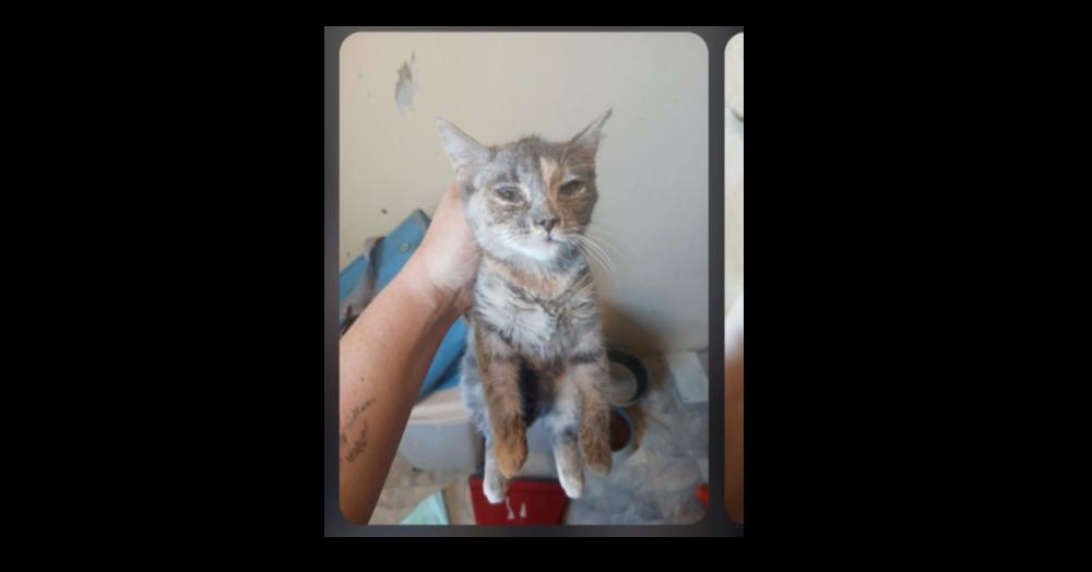 Enlarge Stormie, a Adoptable Domestic Short Hair in Thatcher, AZ image 1/1