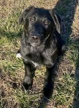 Enlarge Philip, an adopted Retriever in Glasgow, KY image 1/3